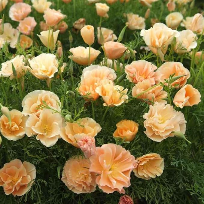 Poppy Eschscholzia Californica Thai Sill California Flower Seeds for Planting – Potted Bloom for Balcony and Container Gardens