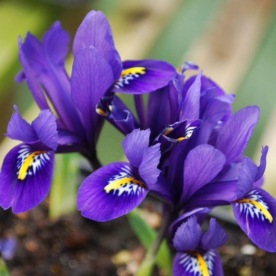 Iris flowers grown from mixed color seeds with graceful blooms in a variety of striking shades