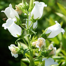 White Bellflower Campanula Pyramidalis Seeds for a bright addition to the Cottage Garden