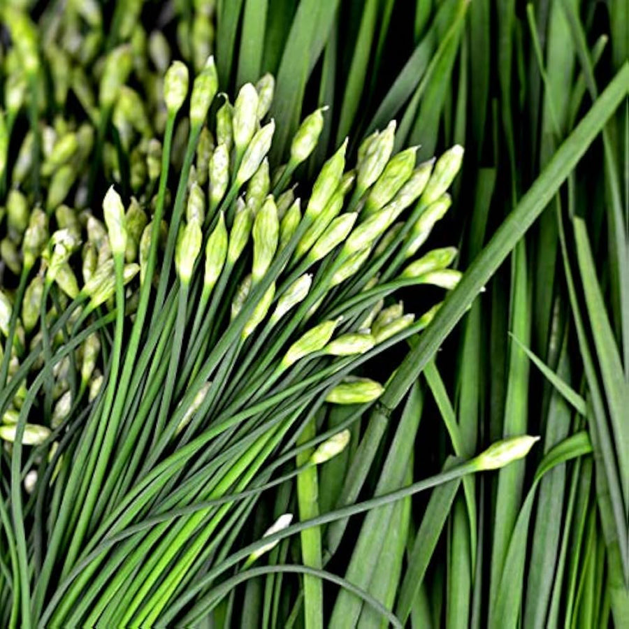 All Season Allium Green Chives seeds growing into clumps of slender green stalks with mild onion flavor and purple globe-like flower heads