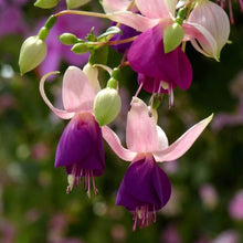 Pink Viola High-Quality Outdoor Seeds for a colorful addition to any planting