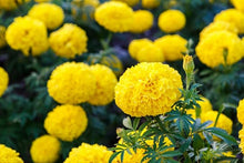 Marigold Seeds (Tagetes spp.) for colorful blooms in the Flower Garden
