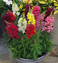 Antirrhinum Majus Snapdragon flower Seeds for colorful blooms in the home garden and decorative planting