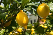 Citrus Citrus Limon Rare Lemon Tree Green Organic Seeds for growers planting the Indoor Home Gardens