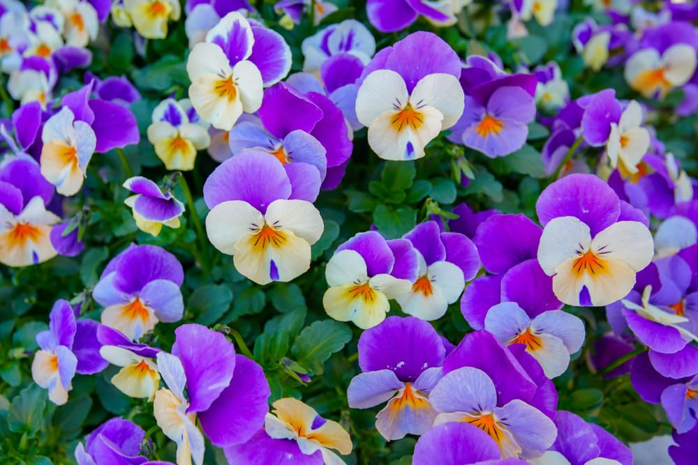 Heavenly Blue Pansy (Viola tricolor) seeds for spring garden planting