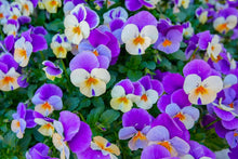 Heavenly Blue Pansy (Viola tricolor) seeds for spring garden planting