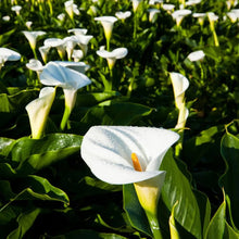 Andere: Calla Lily Bulbs (Calla kann) for a colorful addition to any planting