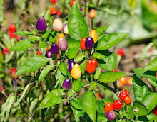Rainbow Bell Pepper Seeds (Capsicum annuum) for a fresh homegrown crop from the Home Gardens