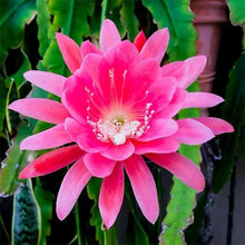 Epiphyllum Bumpkin Cuttings - cm Stunning Pink Cuttings for gardeners building out beds and borders