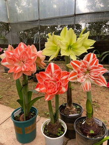 Hippeastrum Flower for Planting Red White Garden Seeds for colorful blooms in the Red White Garden