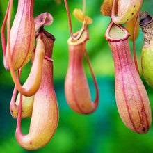 Nepenthes Pitcher Plants for colorful blooms in the Balcony Mosquito Repellent Flowering Plants