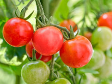 Cherry Tomato Solanum Lycopersicum vegetable Seeds for productive rows in the kitchen garden and balcony planters