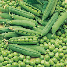 Snap String Beans Seeds for growers stocking a kitchen garden