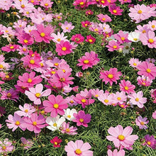 Sensation Mix Cosmos Seeds (Cosmos bipinnatus) for growers filling out the Flower Cottage Garden