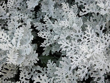 Dusty Miller Seeds (Jacobaea maritima) for seasonal color across the border garden flower bed