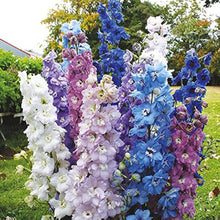 Delphinium Seeds (Delphinium elatum) for a lasting display in the home garden and flower beds