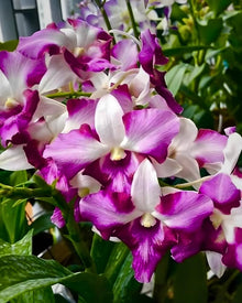 Japanese Tiger Orchid Seeds (Dendrobium spp.) for growers filling out the Orchid Garden