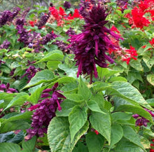Lavender Salvia Vista Seeds for cooks growing the Balcony Garden Flower Beds