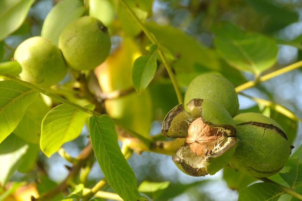 Evergreen Walnut Velvet Organic Non-GMO Fruit Nut Tree Bonsai Seeds