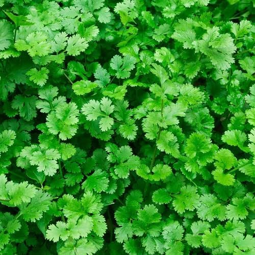 Coriander Plants for cooks growing their own fresh herbs