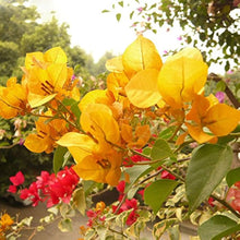 Bougainvillea Bougainvillea Spectabilis Flower Seeds for Planting – Perfect for Vertical Garden and Outdoor Decor