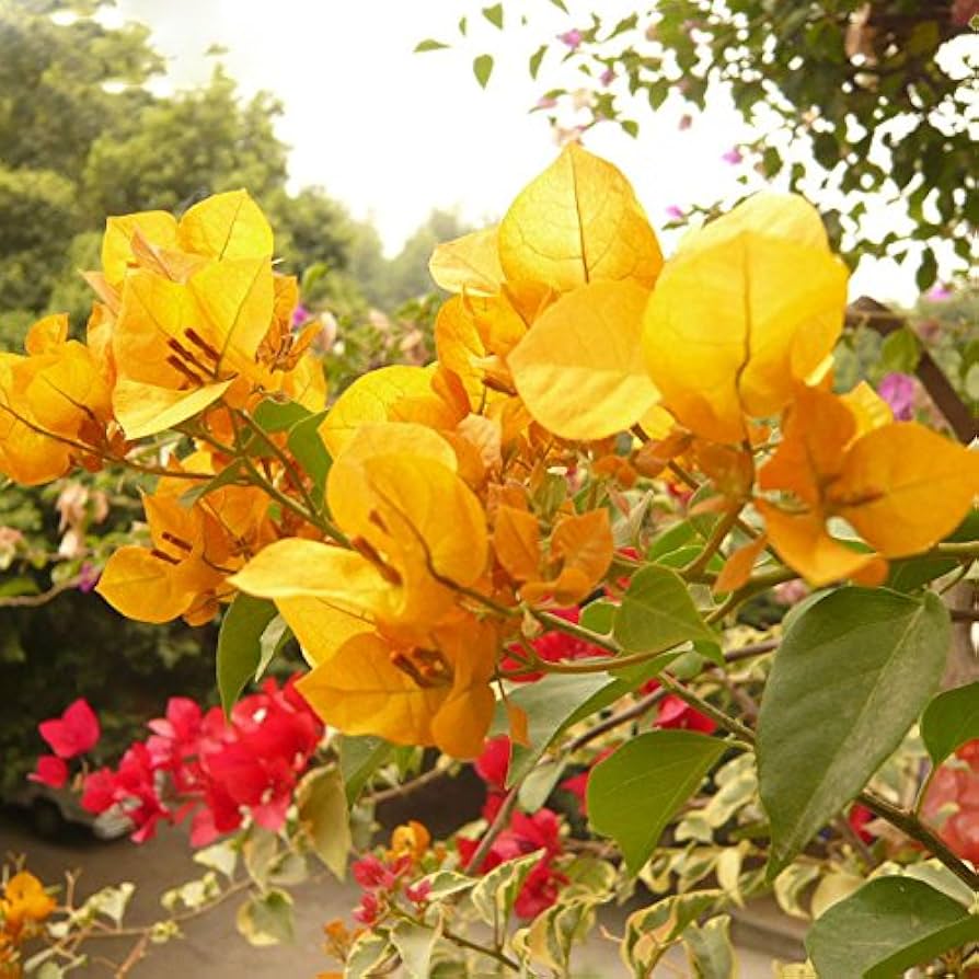 Bougainvillea Bougainvillea Spectabilis Flower Seeds for Planting – Perfect for Vertical Garden and Outdoor Decor