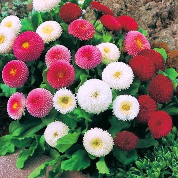 Bellis Perennis Mixed Daisy flower seeds for planting in colorful home garden borders