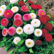 Bellis Perennis Mixed Daisy flower seeds for planting in colorful home garden borders