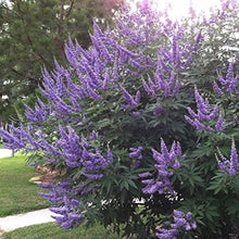 Monk's Plants for a lasting display in the Aromatic Garden