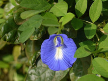 Fibigia Fibigia Clypeata Roman Shield Seeds for a lasting display in the Rock Dry Landscapes