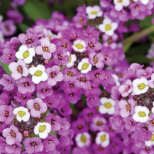 Alyssum Royal Carpet Seeds for a bright addition to the flower bed