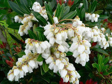 Japanese Pieris Japonica Seeds for reliable seasonal color