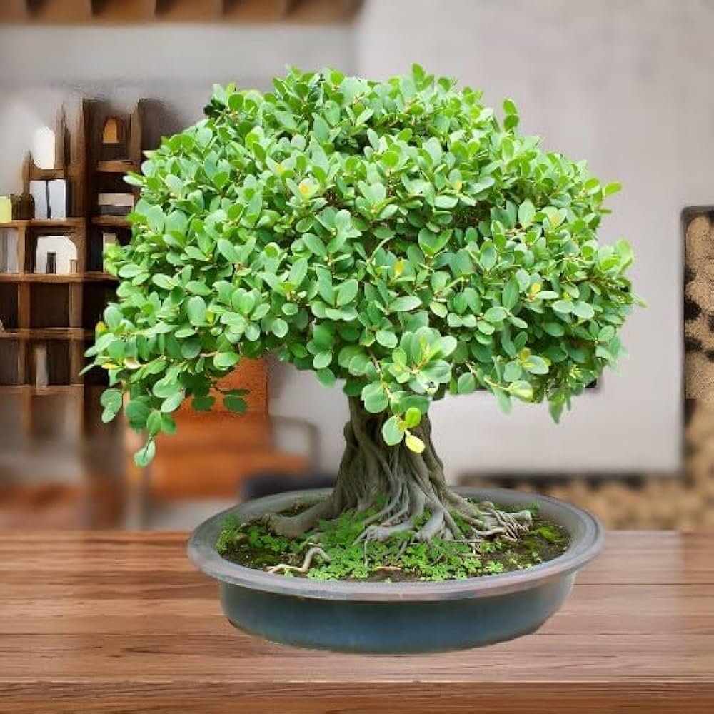 African Sky Blu bonsai (unknown species) seeds for planting in home garden