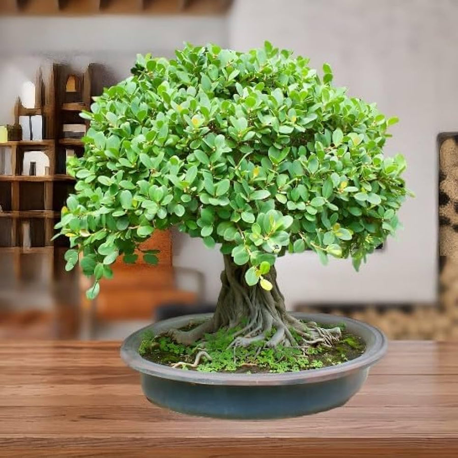 African Sky Blu bonsai (unknown species) seeds for planting in home garden