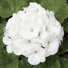 Geranium Seeds for growers seeking a long-blooming display