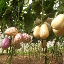 Pepino Melon Eggplant Seeds for a fresh homegrown crop from the Rare Fruit Vegetable Garden