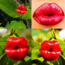 Blazing Red Lips Seeds for growers seeking a long-blooming display