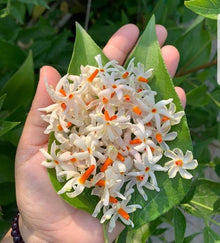 Harsingar Seeds (Nyctanthes arbor-tristis) for a bright addition to the Home Garden