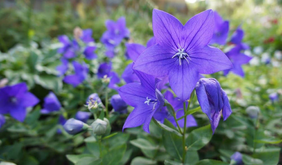 Violet Balloon Flower (Platycodon grandiflorus) for planting in home garden