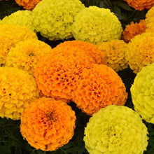 Pot Marigold Seeds for a lasting addition to the Bonsai & Flowering Garden Plants