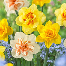 Daffodil Narcissus Yellow Orange Seeds for seasonal color across the flower bed yard