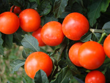Jerusalem Kirschsamen Solanum Pseudocapsicum Zier Seeds for gardeners building out beds and borders