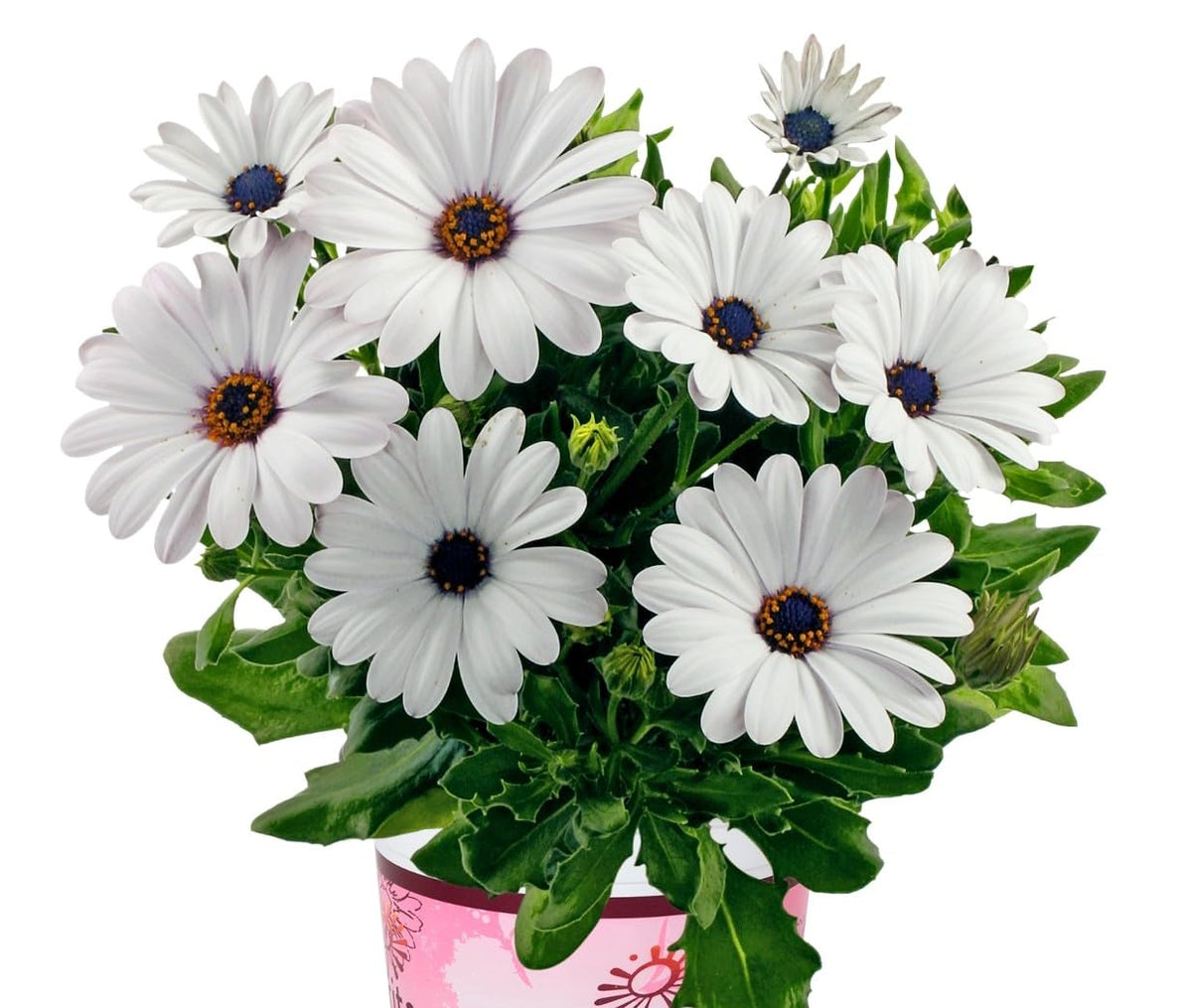 African Daisy Seeds for planting in flower bed