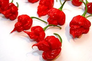 Trinidad (7 Pot Primo Pepper Capsicum chinense vegetable) for planting in garden
