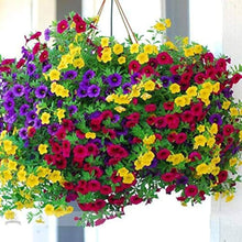 Berhm Morn Petunia Hybrida Seeds for gardeners building out beds and borders