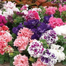 Hellgelb Petunia Hybrid Flower Seeds
