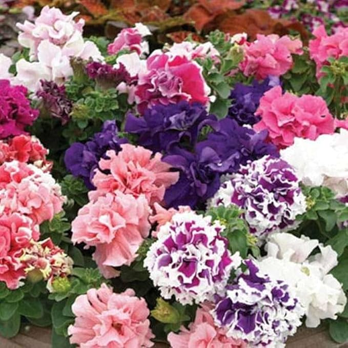 Hellgelb Petunia Hybrid Flower Seeds