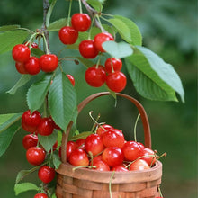 USA Heirloom Organic Fugenzo Cherry Tree Seeds for a sweet addition to the home orchard