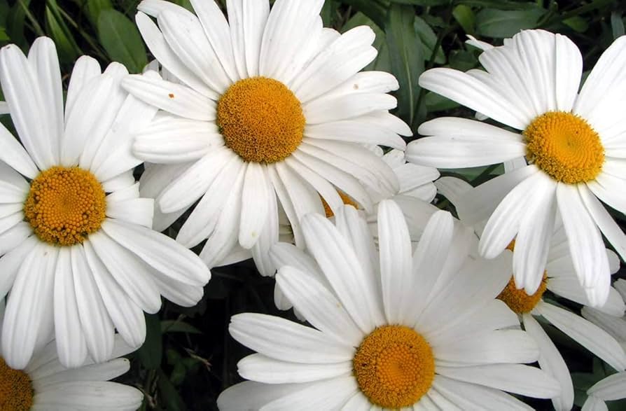 Daisy Lion Head Rare Variety Potted Seeds for a colorful addition to any planting