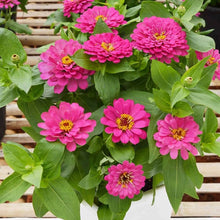 Bright Pink Zinnia Elegans Flower Seeds â€“ Vibrant Annual for Long-Lasting Color